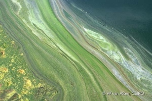 algae1.jpg